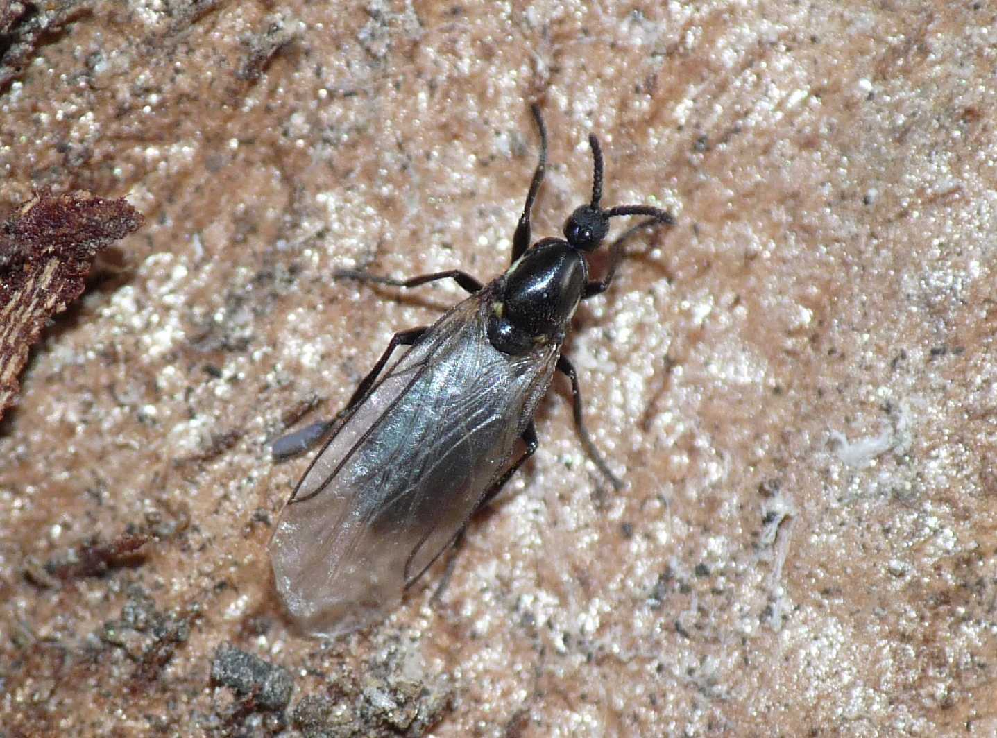 Dittero minuscolo: Scatopsidae: Scatopse notata (cfr.)
